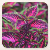 Schöne farbenfrohe Coleus Blätter Rechteckiger Pappuntersetzer (Vorderseite)
