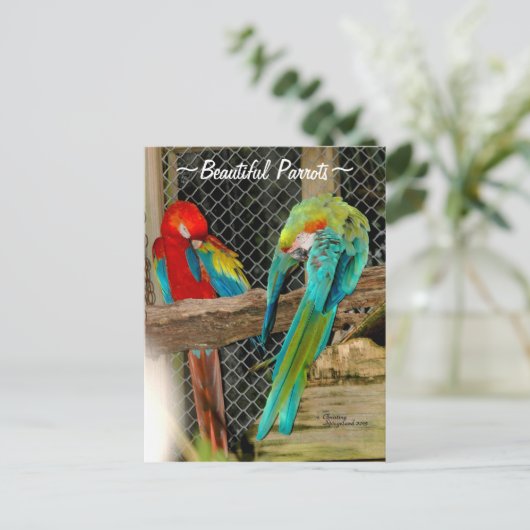 Schöne farbenfrohe Papageienvögel Postkarte (Stehend Vorderseite)