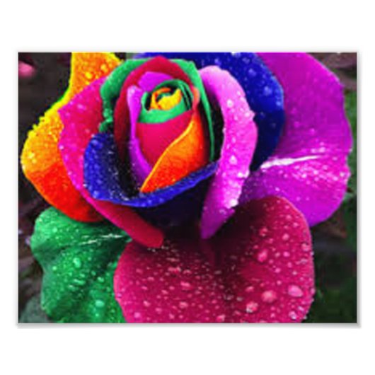Schöne farbenfrohe Rainbow-Rose Fotodruck (Vorne)