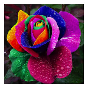 Schöne farbenfrohe Rainbow-Rose Poster