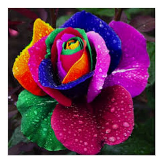 Schöne farbenfrohe Rainbow-Rose Poster (Vorderseite)