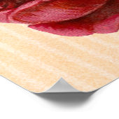 Schöne farbenfrohe Rose Poster (Ecke)