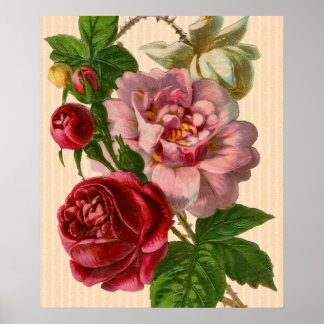 Schöne farbenfrohe Rose Poster