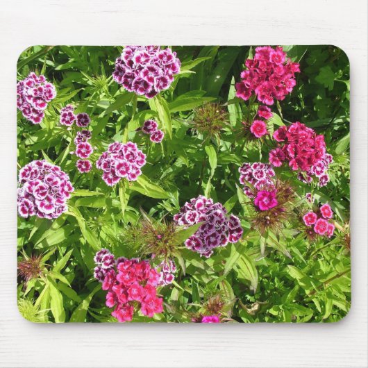 schöne farbige Blumen, Nelke Mousepad (Vorne)