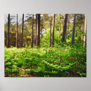 Schöne Farnwälder Poster