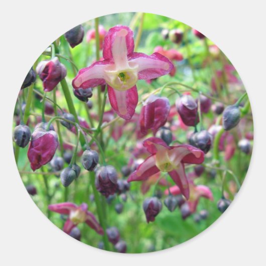 Schöne Feen Blume & Buds Frühjahr Foto Runder Aufkleber (Vorderseite)
