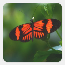 Schöne, feine Rot- und Schwarzschmetterling Quadratischer Aufkleber