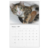 SCHÖNE FELINEN KALENDER (Feb 2027)
