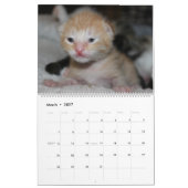 SCHÖNE FELINEN KALENDER (Mär 2027)