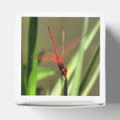 Schöne Firecracker Dragonfly Akryllische Malerei Geschenkschachtel (Oben)