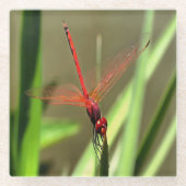 Schöne Firecracker Dragonfly Akryllische Malerei Glasuntersetzer (Vorderseite)