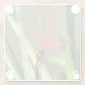 Schöne Firecracker Dragonfly Akryllische Malerei Glasuntersetzer (Rückseite)