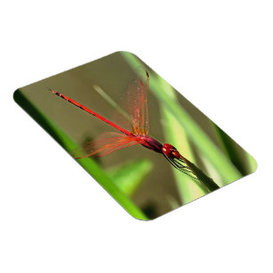 Schöne Firecracker Dragonfly Akryllische Malerei Magnet