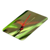 Schöne Firecracker Dragonfly Akryllische Malerei Magnet (Linke Seite)