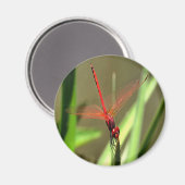 Schöne Firecracker Dragonfly Akryllische Malerei Magnet (Vorderseite/Rückseite)