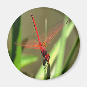 Schöne Firecracker Dragonfly Akryllische Malerei Magnet