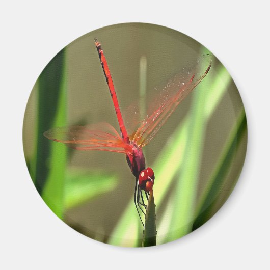Schöne Firecracker Dragonfly Akryllische Malerei Magnet (Vorne)