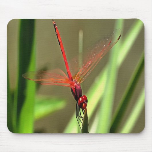 Schöne Firecracker Dragonfly Akryllische Malerei Mousepad (Vorne)