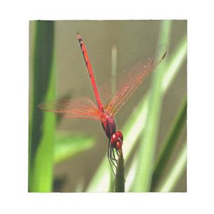 Schöne Firecracker Dragonfly Akryllische Malerei Notizblock