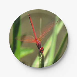 Schöne Firecracker Dragonfly Akryllische Malerei Pappteller