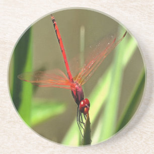 Schöne Firecracker Dragonfly Akryllische Malerei Sandstein Untersetzer