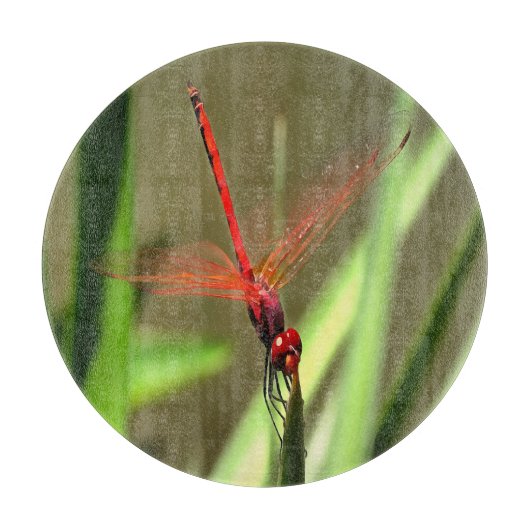 Schöne Firecracker Dragonfly Akryllische Malerei Schneidebrett (Vorderseite)
