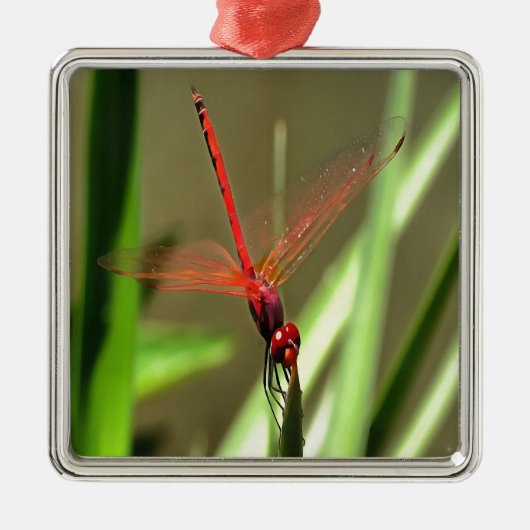 Schöne Firecracker Dragonfly Akryllische Malerei Silbernes Ornament (Vorne)