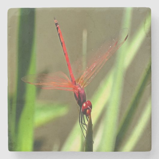 Schöne Firecracker Dragonfly Akryllische Malerei Steinuntersetzer (Vorderseite)