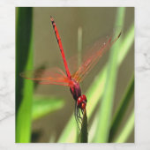 Schöne Firecracker Dragonfly Akryllische Malerei Weinetikett (Einzelnes Label)