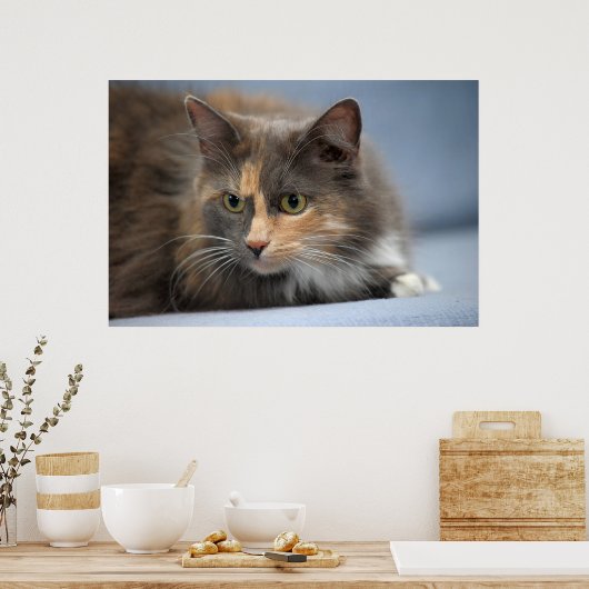 Schöne, flauschige Katze auf graublauem Hintergrun Poster (Küche)