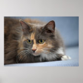 Schöne, flauschige Katze auf graublauem Hintergrun Poster (Vorne)