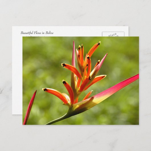 Schöne Flora in Belize Postkarte (Vorne/Hinten)