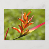 Schöne Flora in Belize Postkarte (Vorderseite)