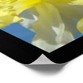 Schöne florale Kunstdrucke Botanische Daffodien Poster (Ecke)