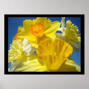 Schöne florale Kunstdrucke Botanische Daffodien Poster