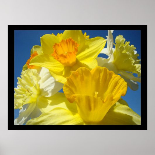 Schöne florale Kunstdrucke Botanische Daffodien Poster (Vorne)