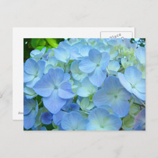 Schöne florale Postkarten Pastel Blue Hydrangeas (Vorne/Hinten)
