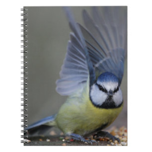 Schöne Flügel des Vogels des blauen Tit Notizblock