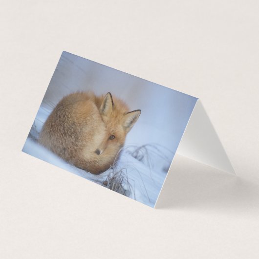 Schöne Fox Blank Card (Vorderseite)