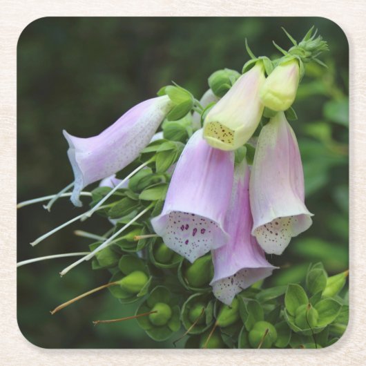 Schöne Foxglove Blume Rechteckiger Pappuntersetzer (Vorderseite)