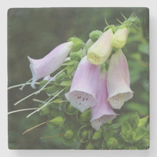 Schöne Foxglove Blume Steinuntersetzer