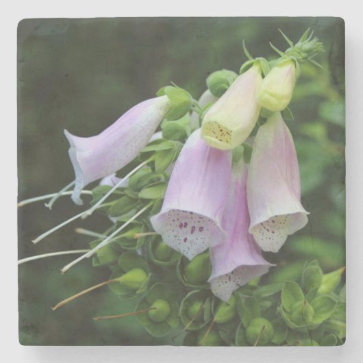 Schöne Foxglove Blume Steinuntersetzer (Vorderseite)