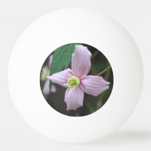 Schöne, frische Frühlingshintern rosa Blume. Blume Tischtennisball