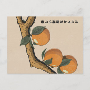 Schöne frische Orangen Postkarte