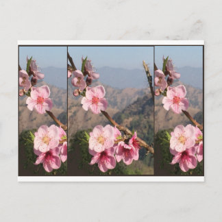 Schöne Fruchtplantage Blumen-Indiens UttraKHAND Postkarte