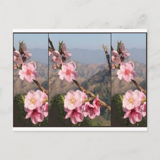 Schöne Fruchtplantage Blumen-Indiens UttraKHAND Postkarte (Vorderseite)