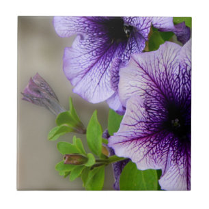 Schöne Frühlings-Blumen lila Fliese