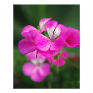 Schöne Frühlingsblumen Fotodruck