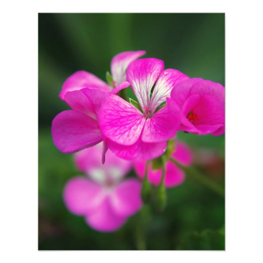 Schöne Frühlingsblumen Fotodruck (Vorne)