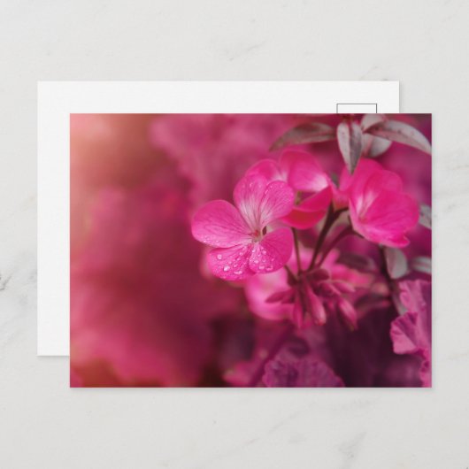 Schöne Frühlingsblumen Postkarte (Vorne/Hinten)